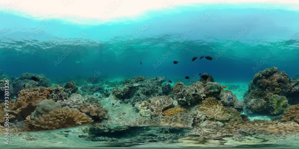 Reef coral scene. Colourful underwater seascape. Beautiful soft coral. Sea coral reef. Philippines. 360VR Video. Reef coral scene. Colourful underwater seascape. Beautiful soft coral. Sea coral reef. Philippines. 360VR Video.