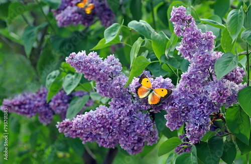 bright orange butterfly on lilac flowers in the garden