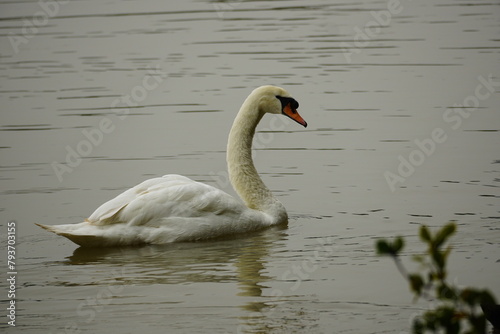 Fototapeta Naklejka Na Ścianę i Meble -  Close-up of a swan by the lake