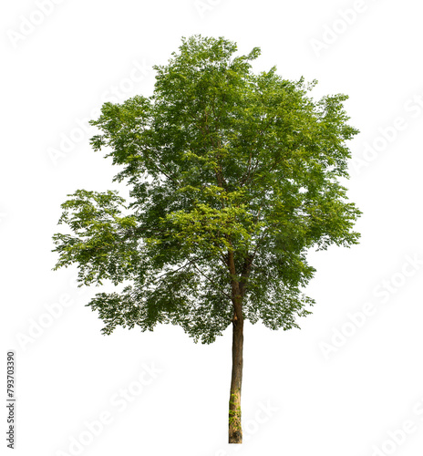 Green tree on transparent background with clipping path, single tree with clipping path and alpha channel photo