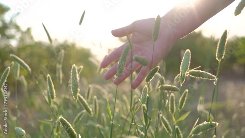 POV Scene woman's hand touching and passing through grassy plains and plants moved by the wind. Wheat fieldn point of view moving through it. photo