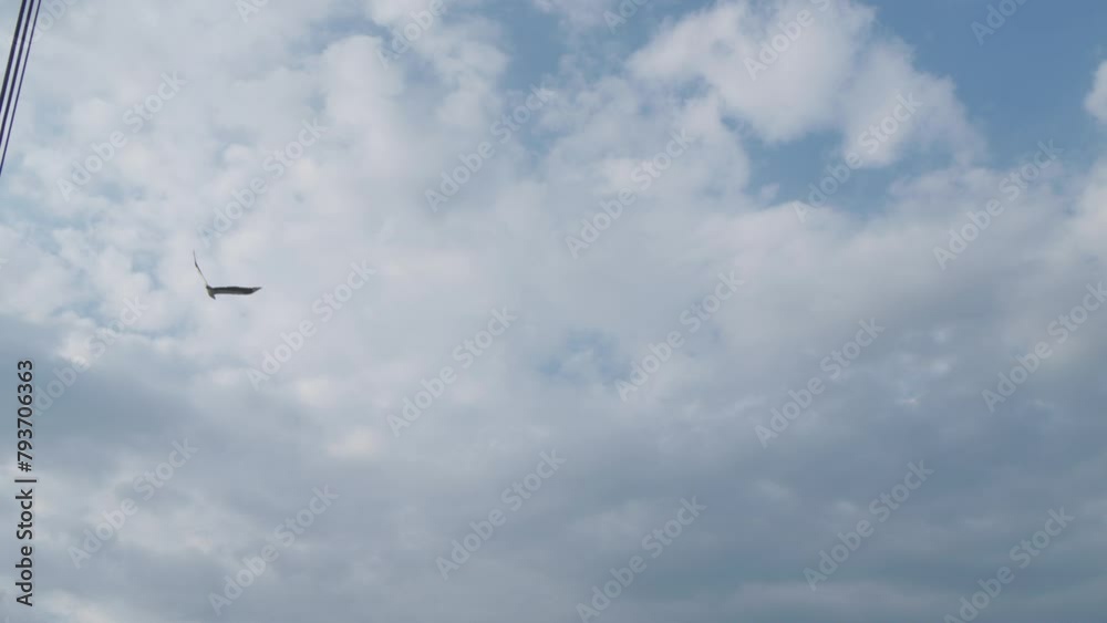 Wild White-bellied sea eagle with the blue sky and clouds in the background - Tracking slow motion Shot. Wild White-bellied sea eagle with the blue sky and clouds in the background - Tracking slow motion Shot.