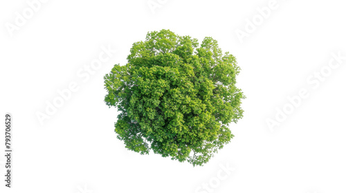 Overhead Shot of Tree's Crown on the transparent background, PNG Format