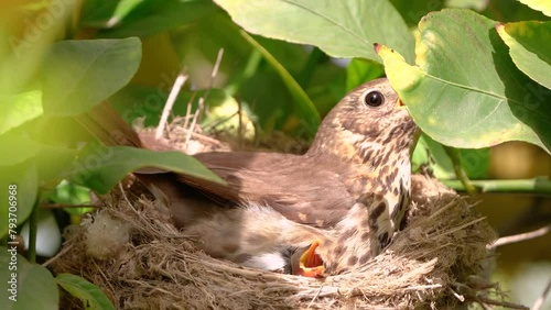 True thrush in nest with eggs feed babyes. Trhushes are medium-sized mostly insectivorous or omnivorous birds in the genus Turdus of the wider thrush family, Turdidae. photo