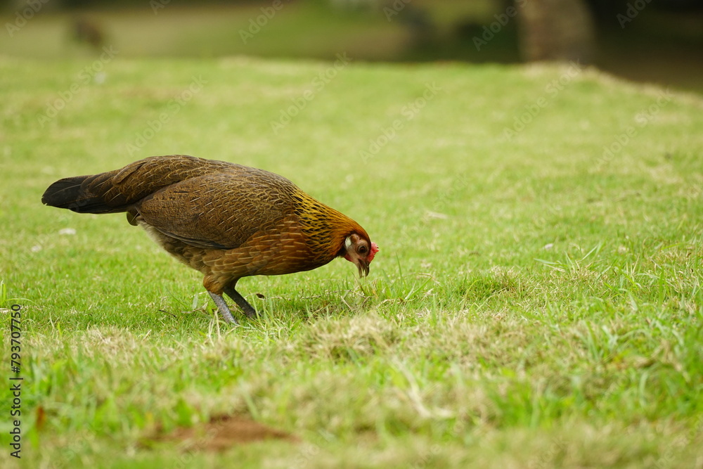 Fototapeta premium Close-up of chicken on the grass