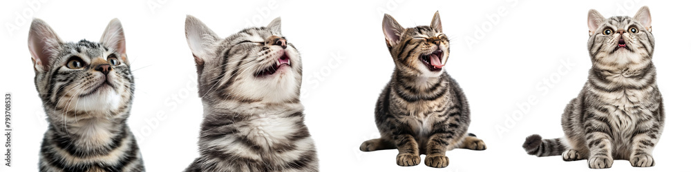 Cat PNG set - portrait photo of happy American Shorthair isolated transparent background