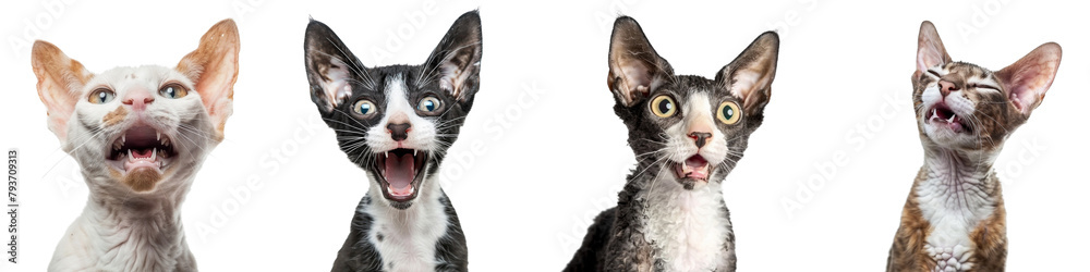 Cat PNG set - portrait photo of happy Cornish Rex isolated transparent background