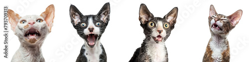 Cat PNG set - portrait photo of happy Cornish Rex isolated transparent background