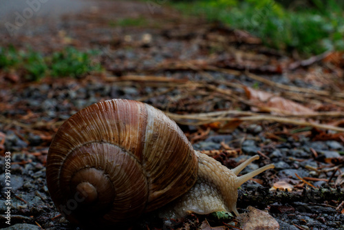 snail on the road