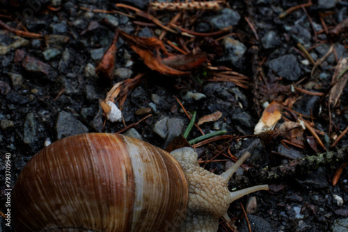 snail on the ground
