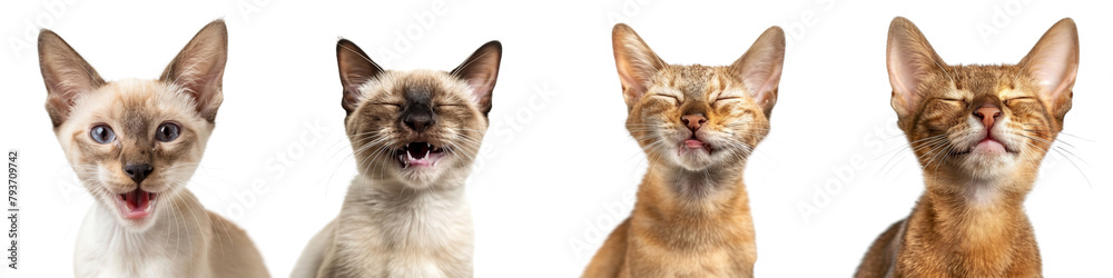 Cat PNG set - portrait photo of happy Javanese cat isolated transparent background