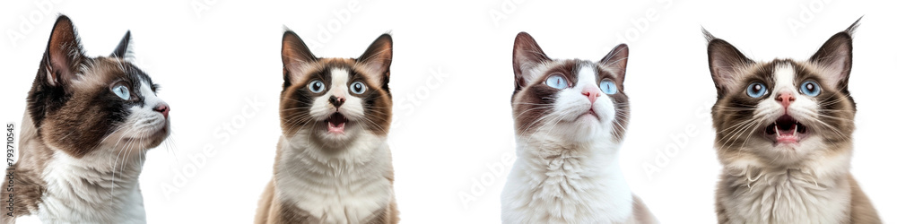 Cat PNG set - portrait photo of happy Snowshoe cat isolated transparent background Cat PNG set - portrait photo of happy Snowshoe cat isolated transparent background