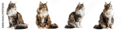 Cat PNG set - sitting photo of happy Norwegian Forest cat isolated transparent background photo