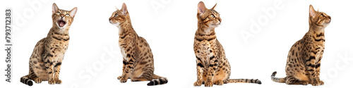 Canvastavla Cat PNG set - sitting photo of happy Ocicat isolated transparent background