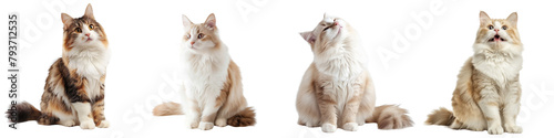 Bilde på lerret Cat PNG set - sitting photo of happy Ragamuffin cat isolated transparent backgro