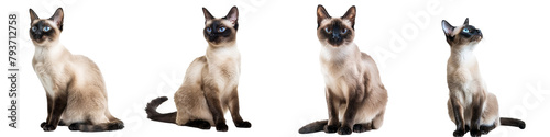 Cat PNG set - sitting photo of happy siamese cat isolated transparent background