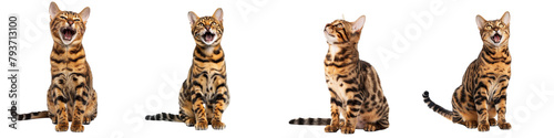 Photography Cat PNG set - sitting photo of happy Toyger isolated transparent background