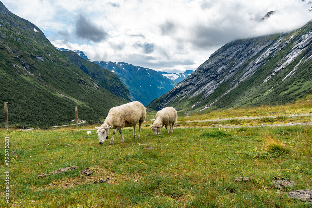 Sheep graze feed on a green lawn at an ecological farm in Norway. A beautiful valley with flowering grass meadows in the middle of the mountains. Waterfalls and rivers with clear water. Pastoral view.