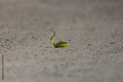 sprout on the ground