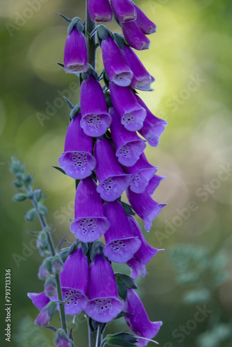 flowers in the garden