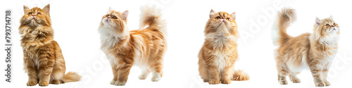 Cat PNG set - standing photo of happy Persian cat isolated transparent background photo