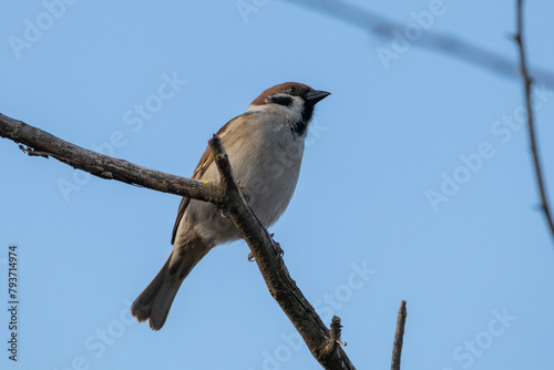 sparrow on a tree