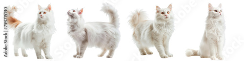 Obraz na płótnie Cat PNG set - standing photo of happy turkish angora cat isolated transparent ba