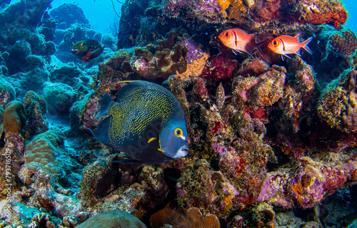 Underwater coral reef with coral fishes. Underwater world © Inna