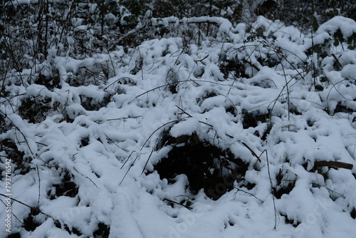 FU 2023-03-08 Schnee 287 Auf dem Gebüsch liegt Schnee