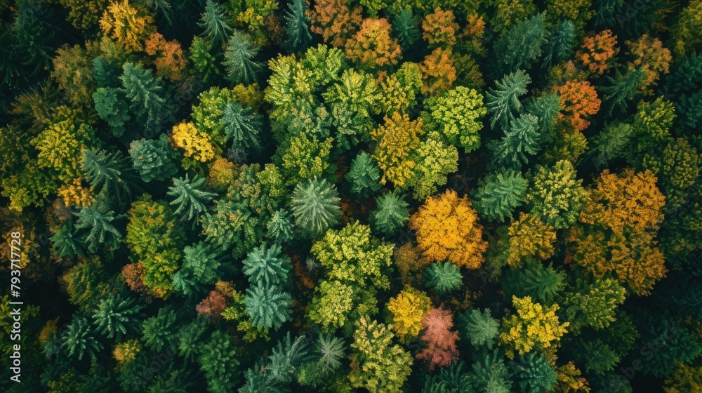 Naklejka premium Aerial view of a dense forest with vibrant foliage. Copy Space.