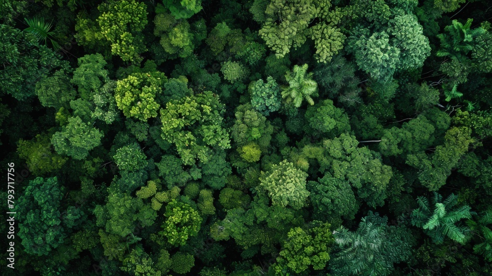 Aerial view of a dense forest with vibrant foliage. Copy Space. Aerial view of a dense forest with vibrant foliage. Copy Space.