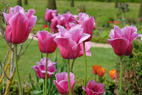 Purple and pink fringed tulip, tulips ‘Louvre’ in flower. © Alexandra
