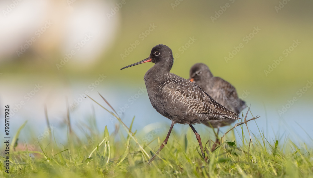 Spotted redshank - in spring feeding at wetland on the migration way Spotted redshank - in spring feeding at wetland on the migration way