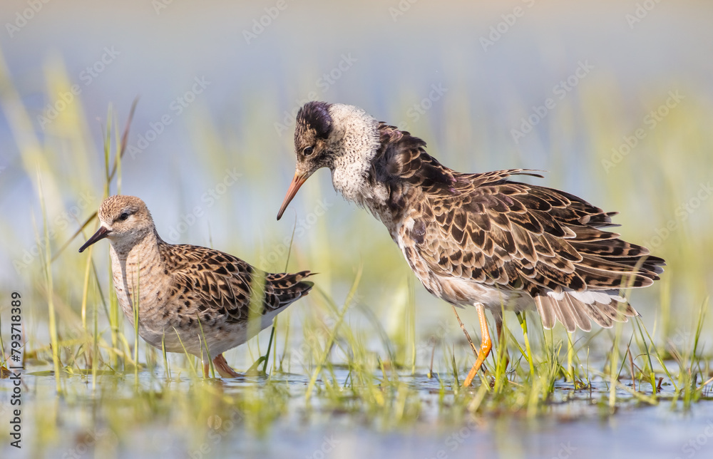 Fototapeta premium The ruff - pair at wetland on a mating season in spring
