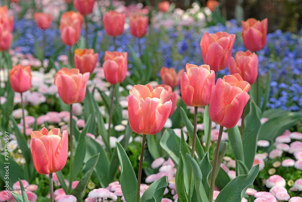 Apricot pink Fosteriana hybrid tulip, tulipa ‘Poco Loco’ in flower, naturalised in a bed of forget me nots.