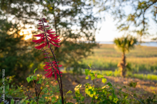 Coralbean Cherokee Bean at sunset photo