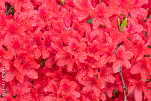 Red Korean azalea with raindrops forming on it. False rosebay, Rhododendron yedoense, poukhanense