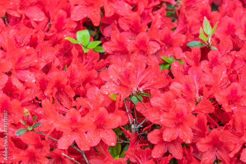 Red Korean azalea with raindrops forming on it. False rosebay, Rhododendron yedoense, poukhanense