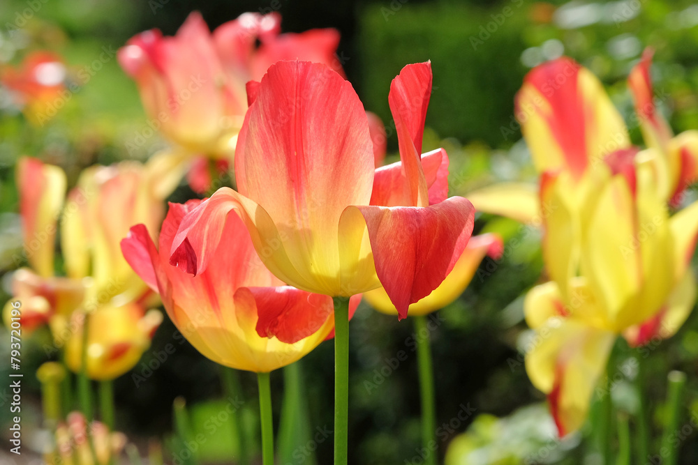 Red and yellow triumph tulip ‘Suncatcher’ in flower.