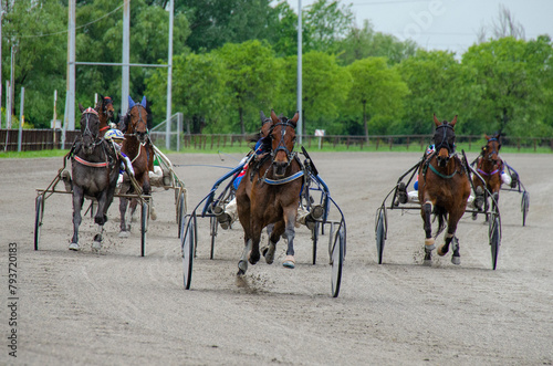 Racing horses trots and rider on a track of stadium. Competitions for trotting horse racing. Horses compete in harness racing. Horse runing at the track with rider.
 photo