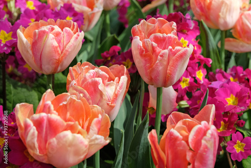 Cream, pink and yellow double tulip, tulip ‘foxy foxtrot’ in flower. photo