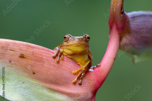 Dendropsophus ebraccatus, also known as the hourglass treefrog or pantless treefrog
