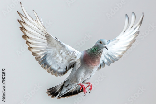 A pigeon flaps, bustling in the city photo