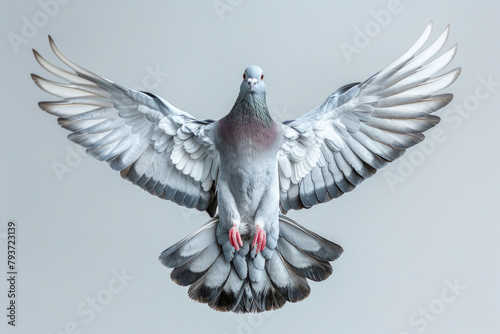 A pigeon flaps, bustling in the city photo