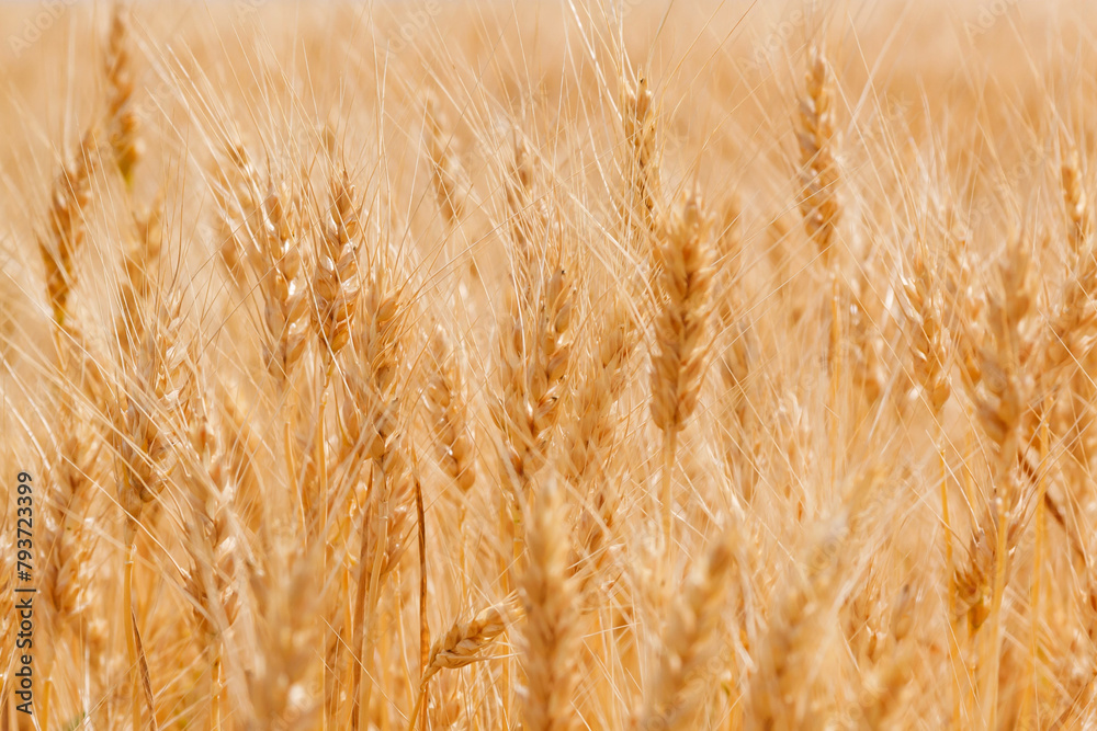 Fototapeta premium Ripe rye field