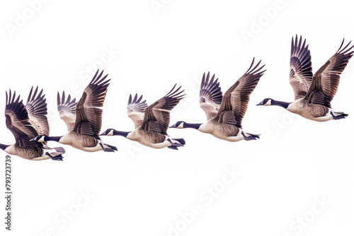 Geese in V-formation, heading south