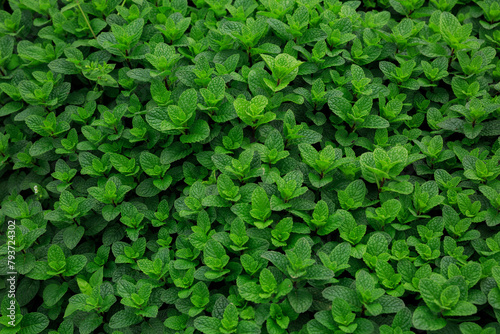 Mint plant grow at vegetable garden photo