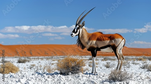 A majestic Gemsbok, a type of oryx antelope, stands tall amidst the rugged, white rocky soil of the Desert in South Africa. photo