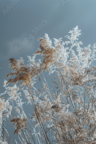 **the grass is growing against a blue sky, in the style of dark gray and bronze, exotic flora and fauna, voigtlander bessa r2m, dreamy and romantic compositions, light gray and dark amber, gongbi, nat photo