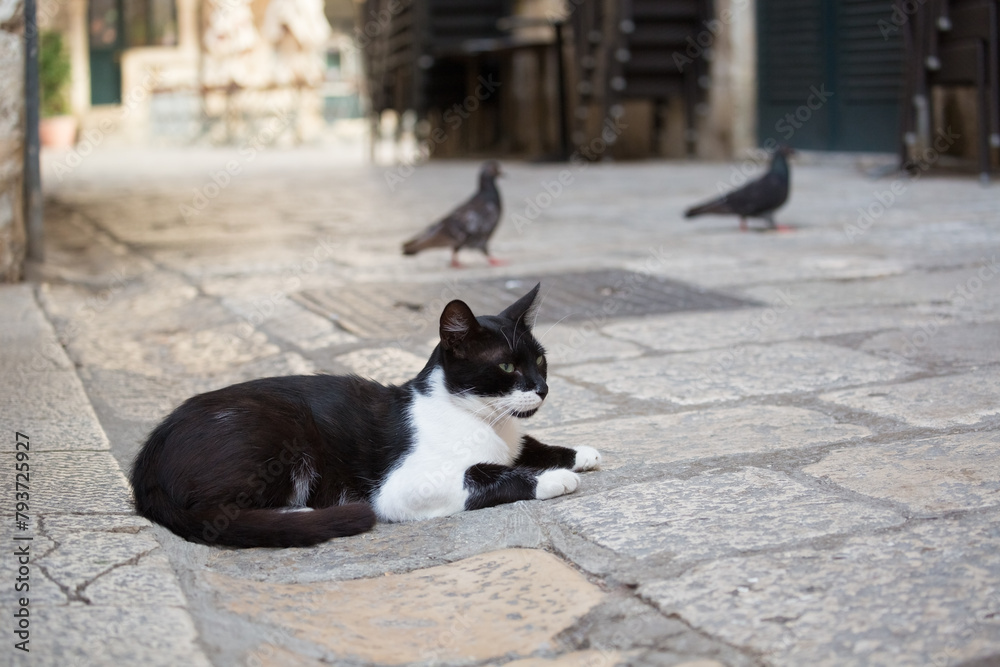 Black and white cat lying on the paving stone with pigeons, in the Old City of Dubrovnik, Croatia.